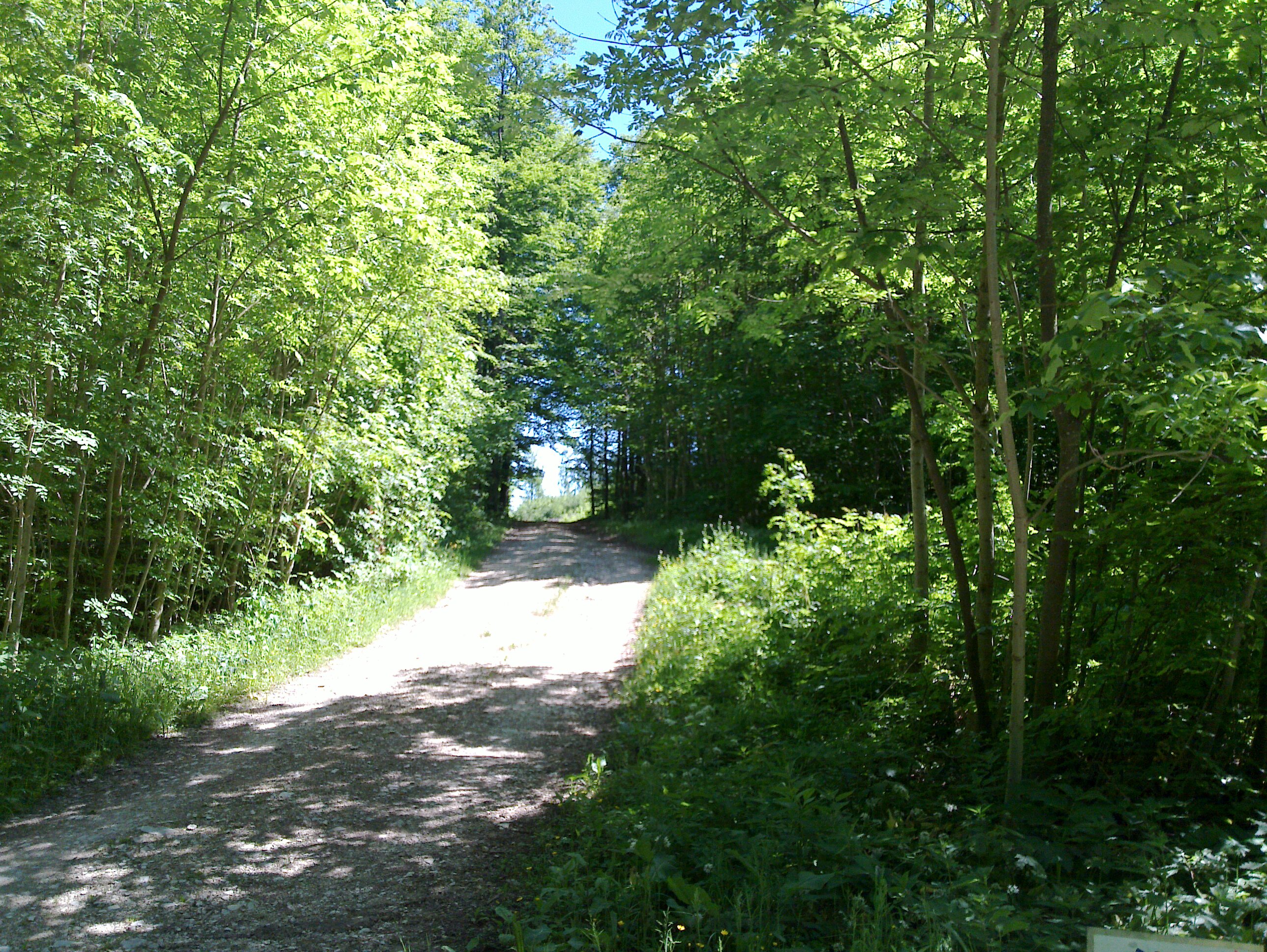 Forrest Road